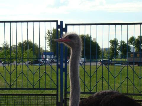 Ostrich Stock-Fotos