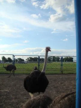 Ostrich Stock Photos