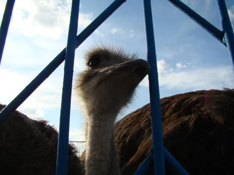 Ostrich Foto stock