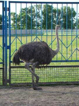 Ostrich Stock Photos