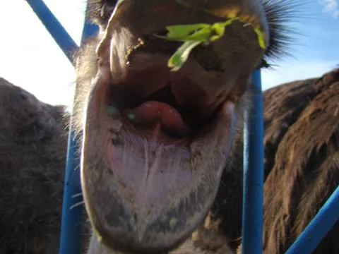 Ostrich Foto stock