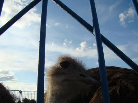 Ostrich Foto stock