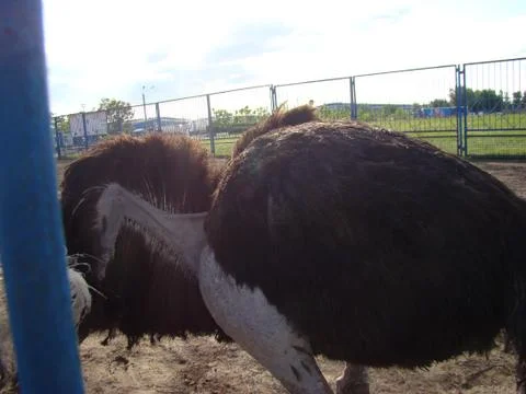 Ostrich Stock Photos