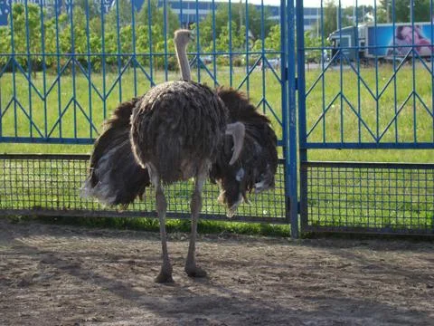 Ostrich Stock Photos