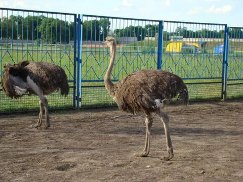 Ostrich 스톡 사진