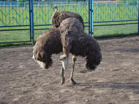 Ostrich Stock-Fotos