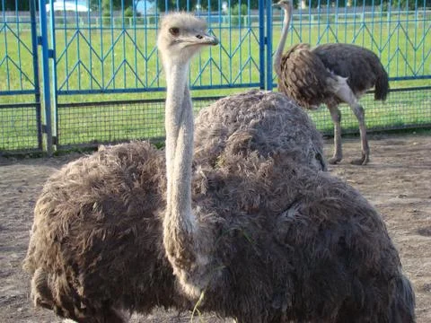 Ostrich Stock Photos