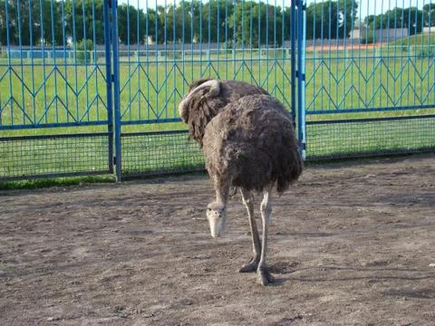 Ostrich Stock Photos