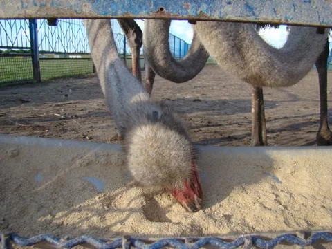 Ostrich Stock Photos