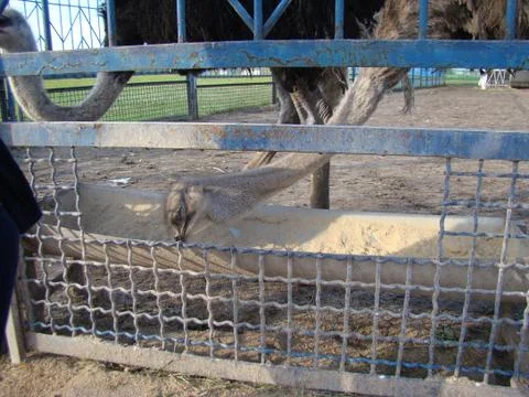 Ostrich Stock-Fotos