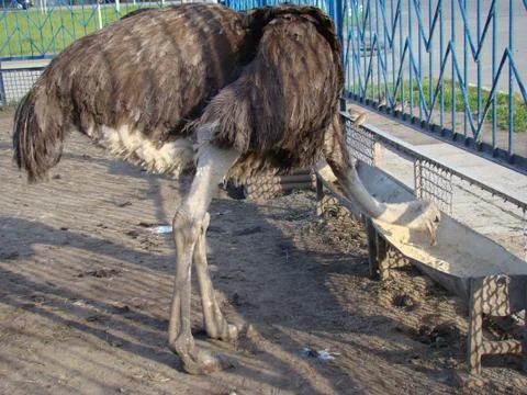 Ostrich Stock Photos