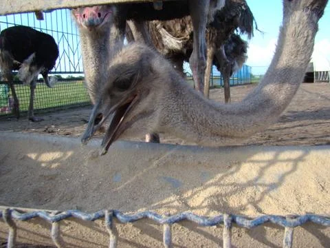 Ostrich 스톡 사진