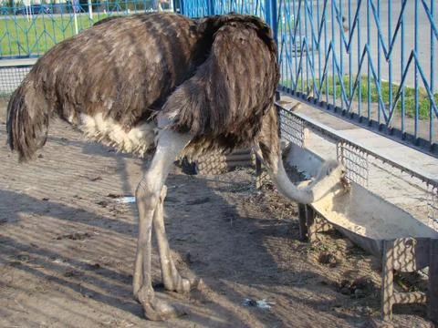 Ostrich Stock-Fotos