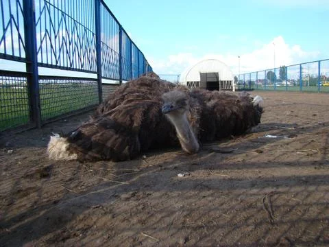 Ostrich Stock Photos