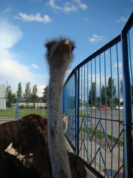 Ostrich Stock Photos
