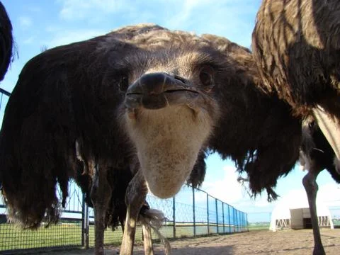 Ostrich Stock-Fotos
