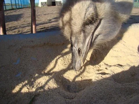 Ostrich Stock Photos