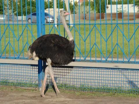 Ostrich Foto stock