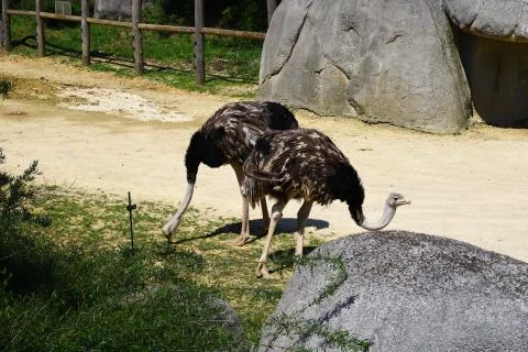 Ostrich Stock Photos