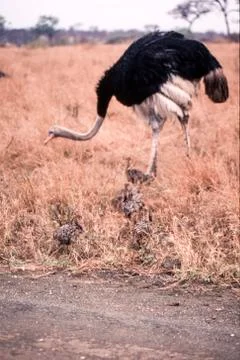 Ostrich Stock Photos