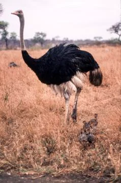 Ostrich Stock Photos