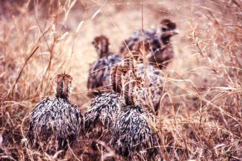 Ostrich Stock Photos