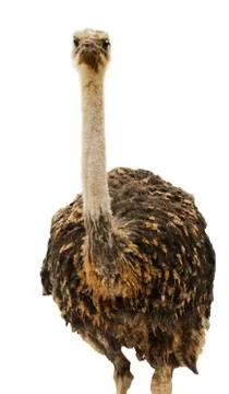 Ostrich Stock Photos