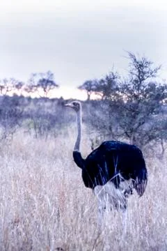 Ostrich Stock Photos