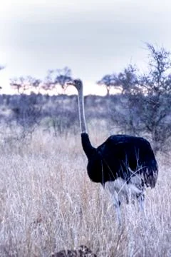 Ostrich Stock Photos
