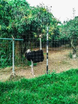 Ostrich Foto stock