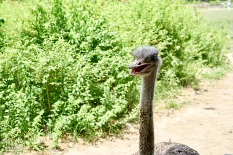 Ostrich Foto stock