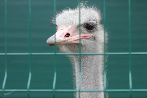 Ostrich Stock Photos