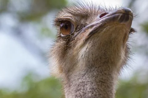 Ostrich Stock Photos