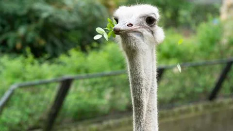 Ostrich 스톡 사진