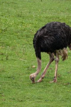 Ostrich Stock Photos