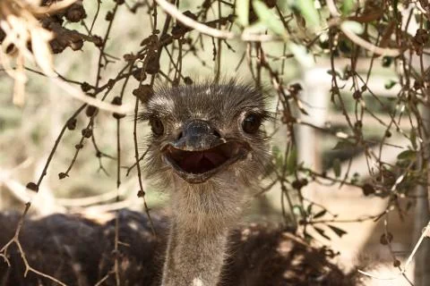 Ostrich Stock Photos