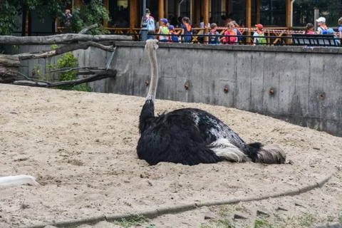 Ostrich Stock Photos
