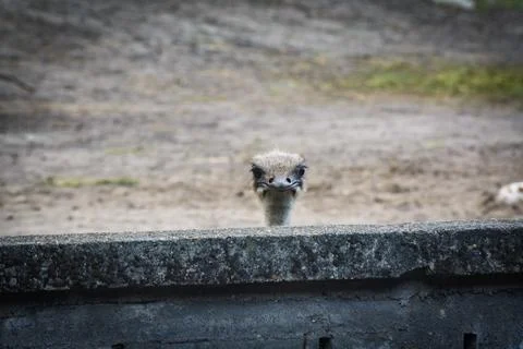 Ostrich Stock Photos