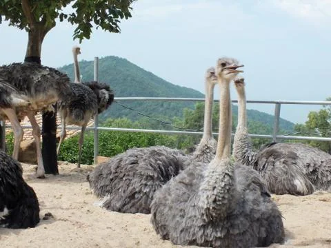 Ostrich 스톡 사진