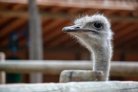 Ostrich Stock Photos