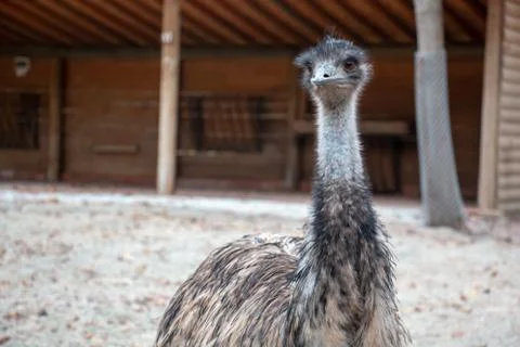 Ostrich Stock Photos