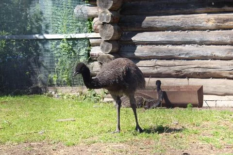 Ostrich Stock Photos