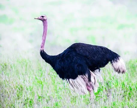 Ostrich Stock Photos