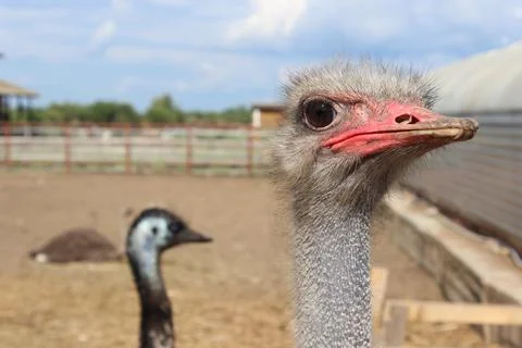 Ostrich Stock Photos