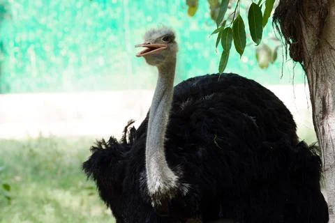 Ostrich Stock Photos