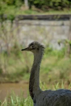 Ostrich Stock Photos