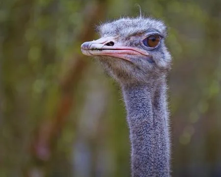 Ostrich Stock Photos