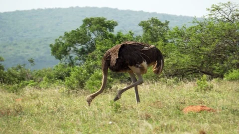 Ostrich picking while moving in national park in South Africa Video stock 111274616