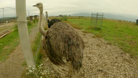 Ostrich plucks feathers Stock Footage 162119611