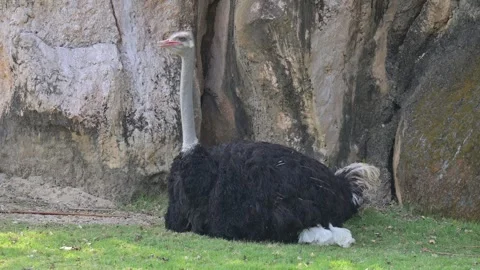 Ostrich portrait 스톡 동영상 265528471